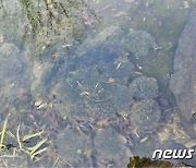 '한 달 빨라진 개구리 산란'…변산반도서 개구리 집단 산란지 발견