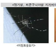 "해외여행 가시는 분 '이 모기' 조심" 모기 매개 감염 환자 2배↑