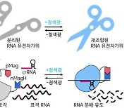 [과기원NOW] KAIST, 유전자가위 광유전학으로 조절하는 기술 개발 外