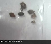 제주 첫 빈대 발견에 긴급 방역…차단에 총력