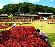 영양고추 설 명절 선물로 '제격'