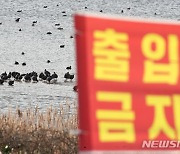 '고병원성 AI 검출, 출입금지'