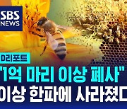 [D리포트] "1억 마리 이상 폐사"…이상 한파에 사라진 꿀벌