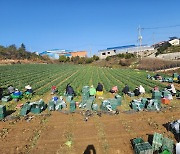 진도군, 시금치 으뜸초 출하…전국 최고가 낙찰