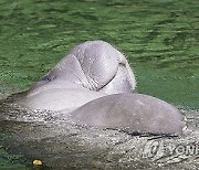 DeSantis Manatees