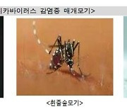 해외여행 늘자 작년 모기매개 감염병 2배로 늘어