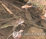 '따뜻한 겨울 탓'…변산반도 개구리 산란, 한 달 빨라졌다