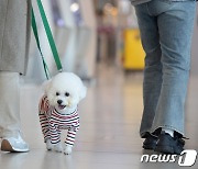 댕댕이도 설레는 설 연휴