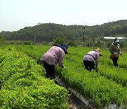 명절 선물 인기 비결 있었네...청년농업인이 간다