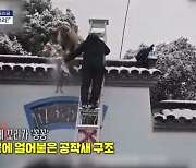 [인터넷 와글와글] 中 폭설에 공작새 꼬리가 '꽁꽁'