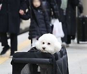 '반려견과 함께 고향으로'