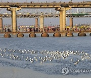 India Magh Mela Festival