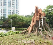 경기관광공사 추천 2월 가볼만한 곳 '천년의 고목들'