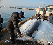 울진 후포항서 450㎝ 밍크고래 죽은채 발견…3800만원에 위판