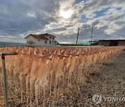 '금징어'도 모자라…부르는 게 값