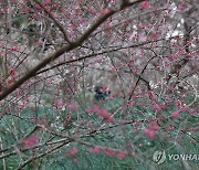 설 연휴 첫날 정원 산책