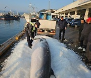 울진 먼바다서 4.5ｍ 밍크고래 그물에 걸려 죽은 채 발견