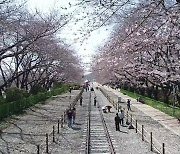 역대 가장 이른 진해군항제...기후 변화가 계절 축제 좌우