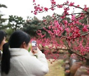 '봄의 문턱' 넘어선 한반도…봄꽃 개화도 빨라질듯