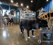 설 연휴 취약층 위한 '우리동네 펫 위탁소'