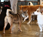 설 연휴 취약층 위한 '우리동네 펫 위탁소'