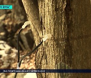 '뼈에 이로운 달큰한 맛'..봄기운 머금은 소백산 고로쇠수액 채취 시작