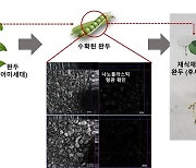 식물이 한번 흡수한 미세플라스틱, 다음 세대 식물까지 전달된다