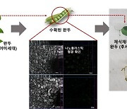 미세플라스틱 흡수한 식물, 대대로 물려 받는다