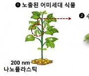 식물 내 미세⋅나노플라스틱 다음 세대로 전이 된다