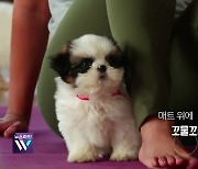 [오늘의 영상] 밸런타인데이엔 초콜릿? 아니죠~ 유기견과 함께 하는 요가 수업