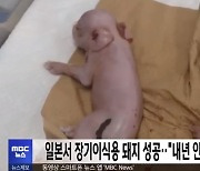 인체 장기이식용 돼지 日서 첫 탄생…"올 여름 원숭이에 이식"