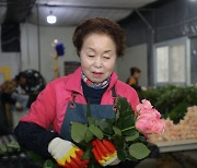 [현장 스케치] 프리미엄 국산 장미 수확 손길