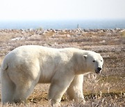 북극곰 하루에 살이 1kg씩 빠지는 '슬픈 이유'···이러다 죽을 수도 있다는데 무슨 일?