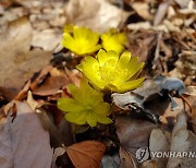 원주 치악산에 활짝 핀 '봄의 전령' 복수초