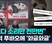 [영상] "이쁘다 소리만 천만번"…홍대역에 뜬 푸바오에 난리 난 게시판