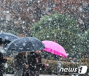 어제 봄날, 오늘 눈 펑펑…강원 17.9㎝ 쌓이고 서울도 강한 눈발