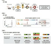 방사선 유발 DNA 돌연변이 메커니즘 첫 규명