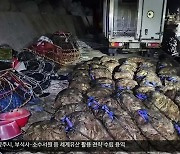 [여기는 포항] 암컷·어린 대게 불법 포획 일당 검거