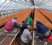 [포토]산림청, 스마트 양묘시스템 구축현황 점검