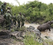 Kenya Relocating Rhinos