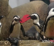 U.S.-SAN FRANCISCO-AFRICAN PENGUINS-VALENTINE'S DAY