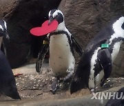 U.S.-SAN FRANCISCO-AFRICAN PENGUINS-VALENTINE'S DAY