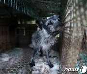 "패션위크 때 잔인한 모피 사용 중단하라"…HSI 등 캠페인 진행