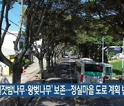 ‘구실잣밤나무·왕벚나무’ 보존…정실마을 도로 계획 변경