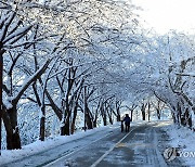 속초 산책로 설경