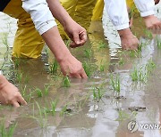 '임금님표 이천 쌀 첫 모내기 행사'