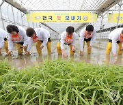 전국 첫 모내기 행사