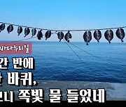 한시간 반에 섬 한바퀴... 걷다보니 쪽빛 물 들었네