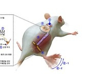 국내 연구진, 피부 재생 돕고 손상된 촉각 정보 전달하는 인공피부 개발