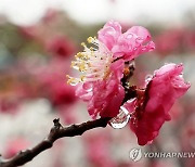 [내일날씨] 눈녹아 비 되는 우수…포근 속 전국 흐리고 비